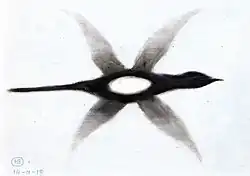 Elster im Flug, 1918