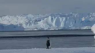 Kaiserpinguin beim Astrolabe-Gletscher