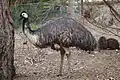 Großer Emu (Dromaius novaehollandiae)