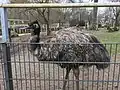 Großer Emu im Außengehege