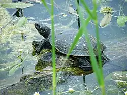 Blumberger Mühle -Emys orbicularis-