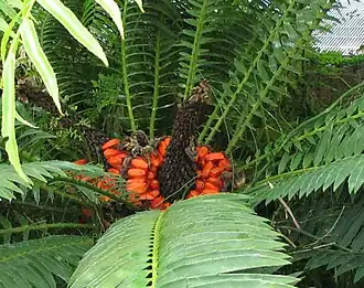 Encephalartos lebomboensis, Zamiaceae, Palmfarne (Cycadopsida), mit reifen Samen