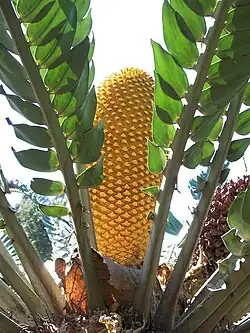 Männlicher Zapfen von Encephalartos woodii