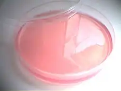 Endo-Agar