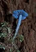 Entoloma hochstetteri, ein Pilz aus der Gattung der Rötlinge
