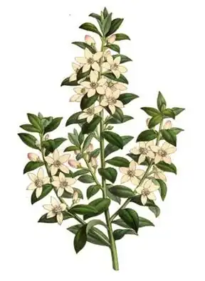 Philoteca myoporoides – nur im Werrikimbe-Nationalpark und in Queensland zu finden