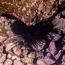 D. antillarum, ebenda.