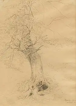 Baumstudie aus dem Priesnitz-Grund bei Dresden, Bleistiftzeichnung, 1844