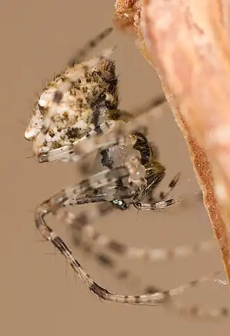 Weibchen des Vierhöcker-Spinnenfressers (E. aphana)