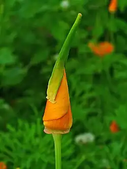 Abfallende Kalyptra aus den Sepalen bei Eschscholtzia californica