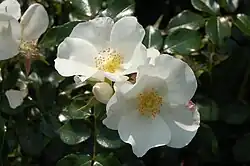 ‘Escimo’, Kordes, 2006