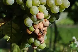 Von Essigfäule befallene Beeren/Trauben riechen nach Essig. Befallene Beeren müssen händisch vom Rest der Traube getrennt werden.