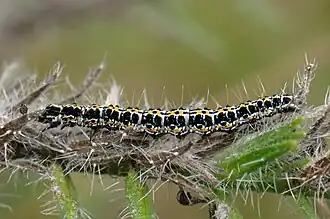Raupe auf Echium vulgare
