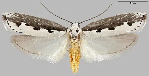 Gespanntes männliches Exemplar