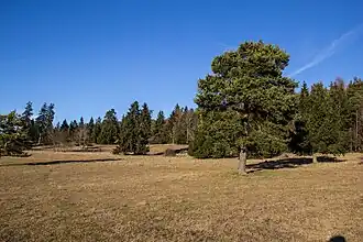 Euerwanger Bühl, Magerrasen