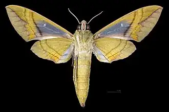 Eumorpha labruscae ♀ △