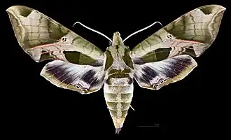 Eumorpha pandorus ♀