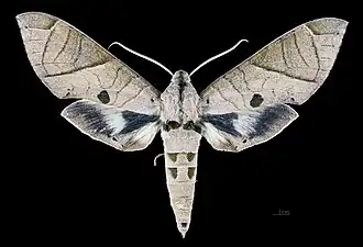 Eumorpha translineatus