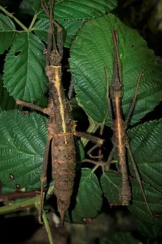 Pärchen des als Euobrimus lacerta eingeführten Stammes (PSG 377)