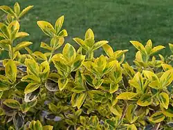 Euonymus fortunei 'Emerald Gold'