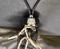 Eupalamus wesmaeli ♂ Frontansicht