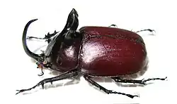 Eupatorus birmanicus (m)