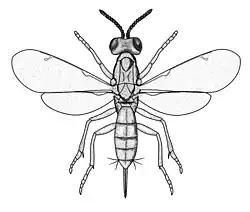 Dorsalansicht (Skizze)