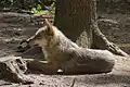 Ruhender Wolf im Wolfcenter
