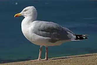 Silbermöwe (European herring gull)