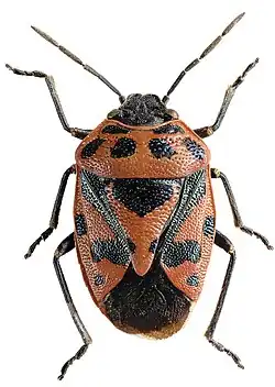 Schwarzrückige Gemüsewanze (Eurydema ornata)