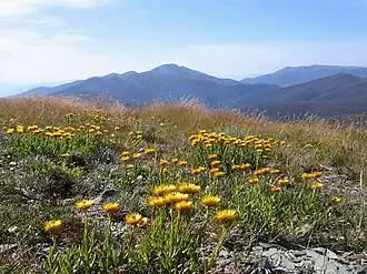 Blick über eine Wiese mit Strohblumen auf dem Mount Hotham hinüber zum Mount Feathertop (Victorian Alps)