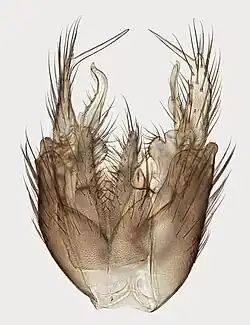 Genitalien (Dorsalansicht)