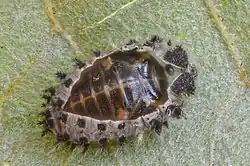 Längs der Körpermittelachse aufgeplatzte dorsale Exuvie mit ovalem Puparium darin, auf Unterseite eines Blattes