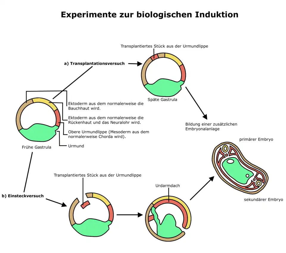 Beschreibung