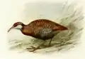 Dieffenbach-Ralle aus dem Buch Extinct Birds von Lionel Walter Rothschild, 1907