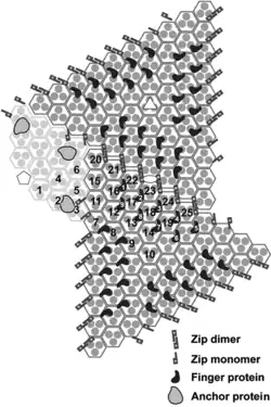 2D-Schema der Kapsidstruktur von IIV-6, der zentrale Pentamer-Komplex (weißes Fünfeck) wurde zur Verdeutlichung weggelassen