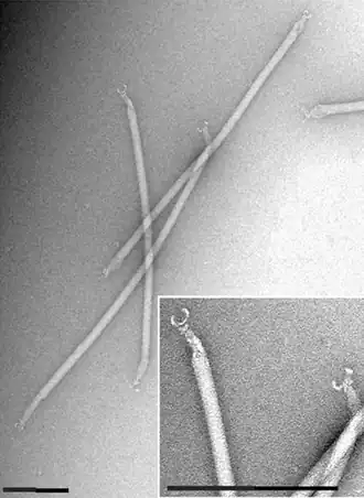 EM-Aufnahme von AFV-1-Virionen. Balken 100&nbsp;nm.