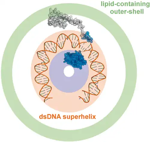 Topologisches Modell eines AFV-1-Virions