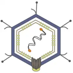 Details eines Virions von Enterobacteria-Phage PRD1[5]