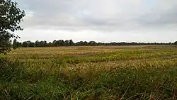 Abgeerntetes Maisfeld am Nordrand des Gammellunder Sees