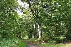 Waldweg auf der „Hohen Süß“