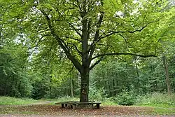 Das „Diebesnest“ im Kreuzungsbereich mehrerer Waldwege