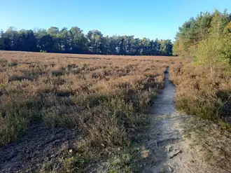 Weitläufige Heidelandschaft im Bereich des Gipfelplateaus
