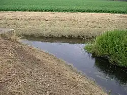 Die Mündung der Ronceva in die Flöthe