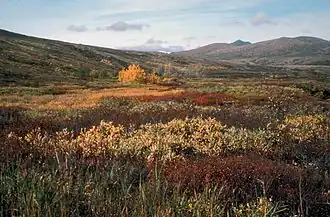 Herbst in der Tundra des Yukon Delta NWR