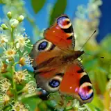 Originalbild (Echtfarben)