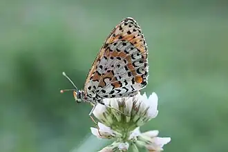Schmetterling, der im Park fotografiert wurde