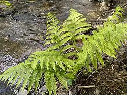 Farn nahe dem Weiherdamm