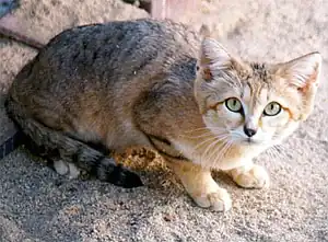 Sandkatze