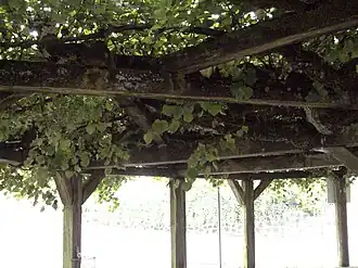 Dorflinde (Detailansicht)